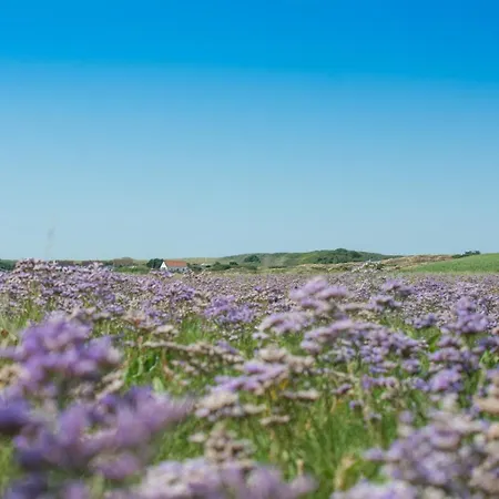 Arche Svea Wiesenpieper *